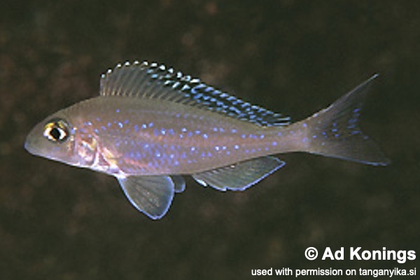 Xenotilapia spilopterus 'Lyamembe'